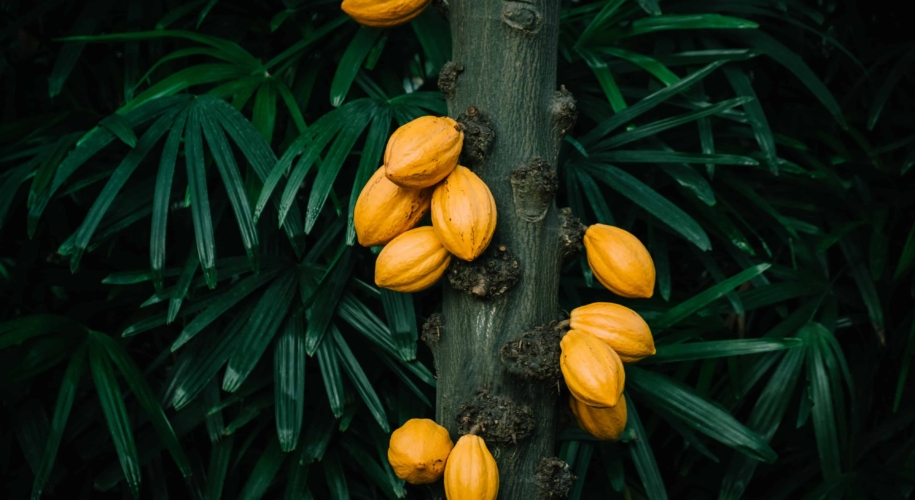 Cacao tree in the tropical greenhouse