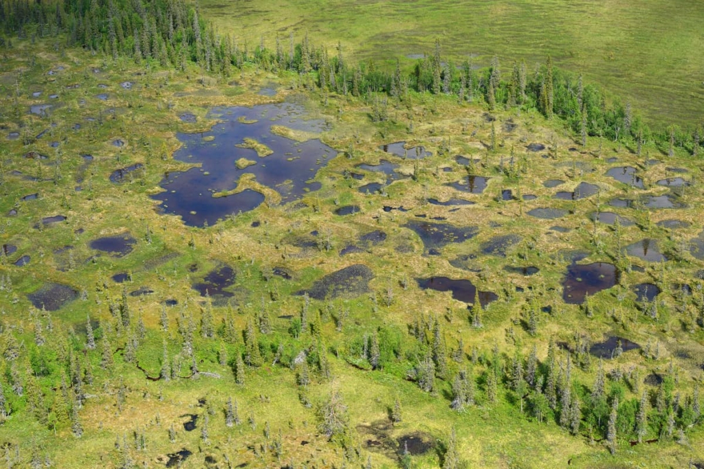 Peat bog lands and taiga boreal forest, Sjaunja Bird Protection Area, Laponia UNESCO World Heritage Site, Greater Laponia rewilding area, Lapland, Norrbotten, Sweden