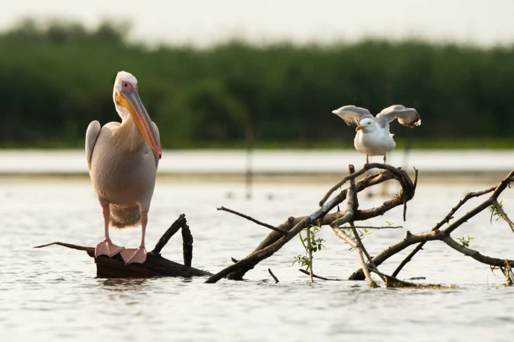 Yellow-legged gull and a white pelican (Pelecanus onocrotalus) waiting patiently for the fisherman to empty his nets, Danube Delta, Romania.