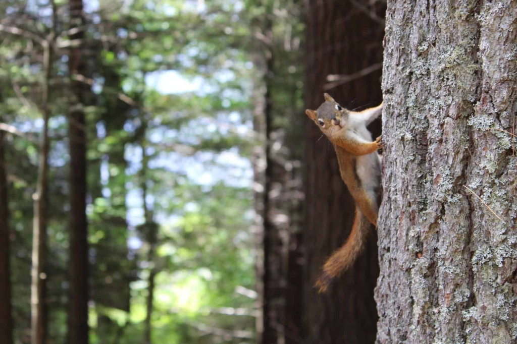 Squirrel, Tree, Forest