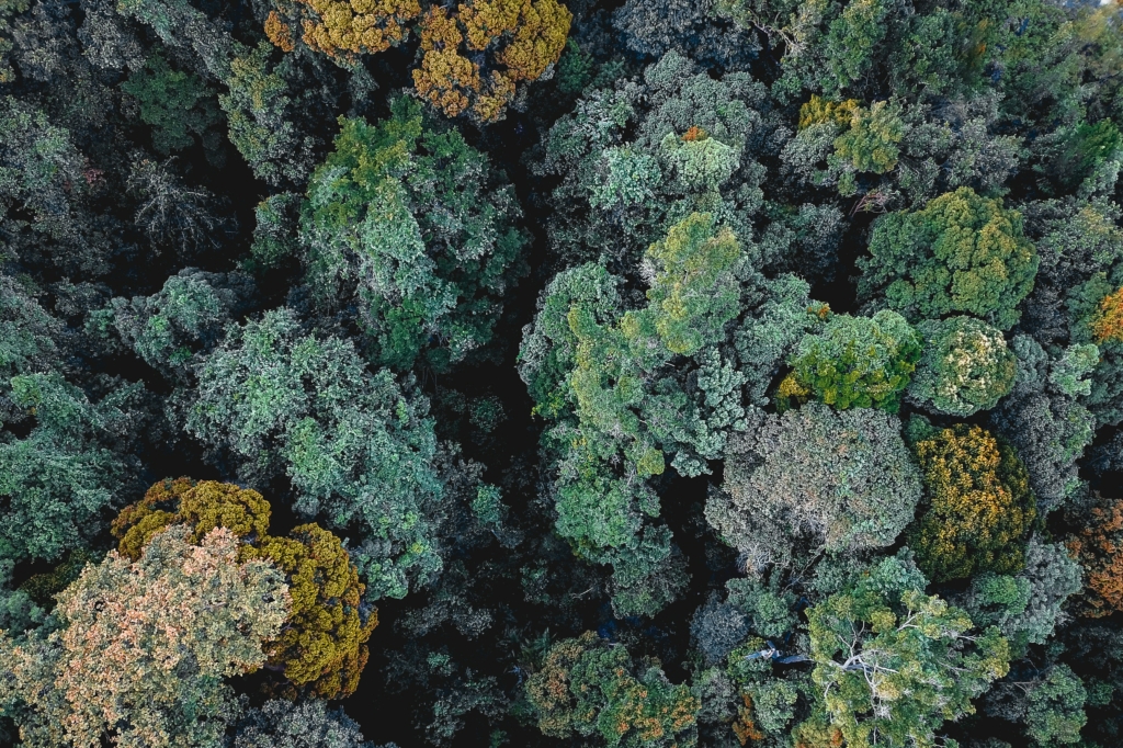 Forest, aerial view, green