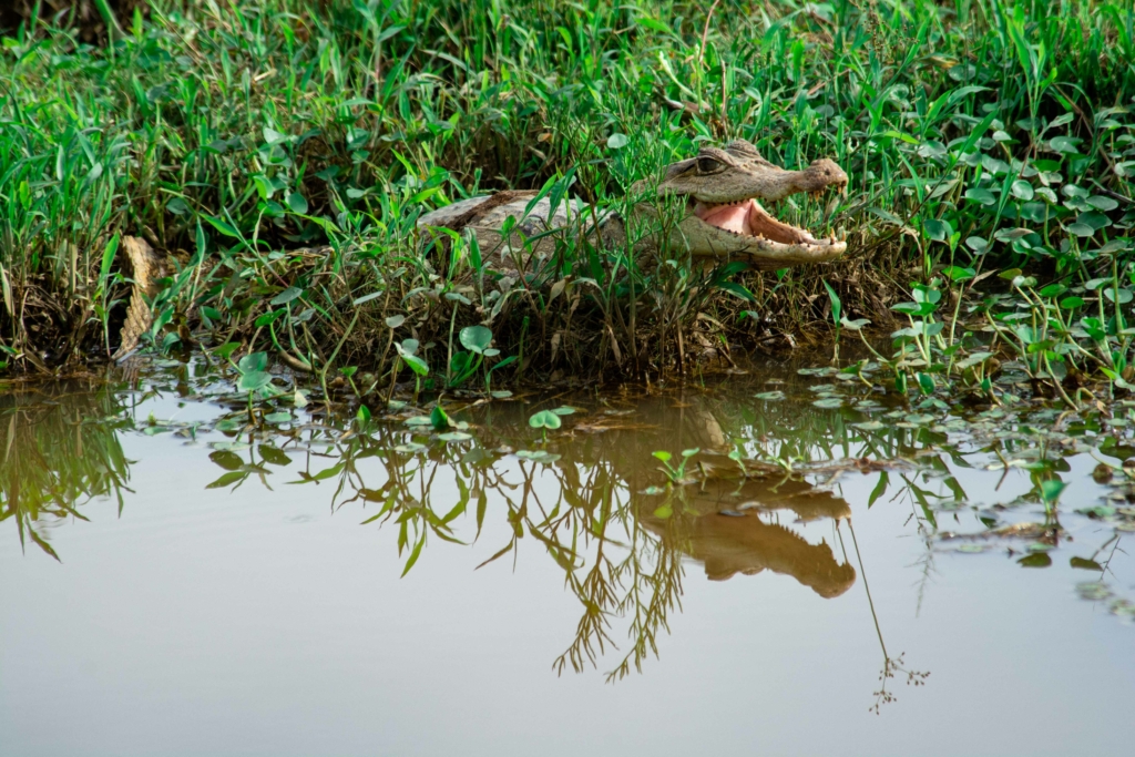 Crocodile in mangrove landscape 