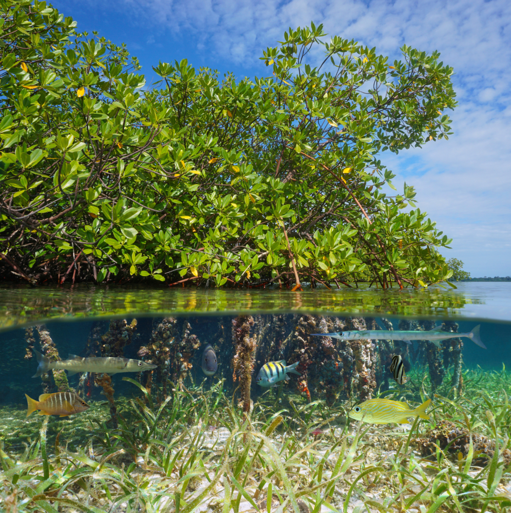 Mangrove under water, fish