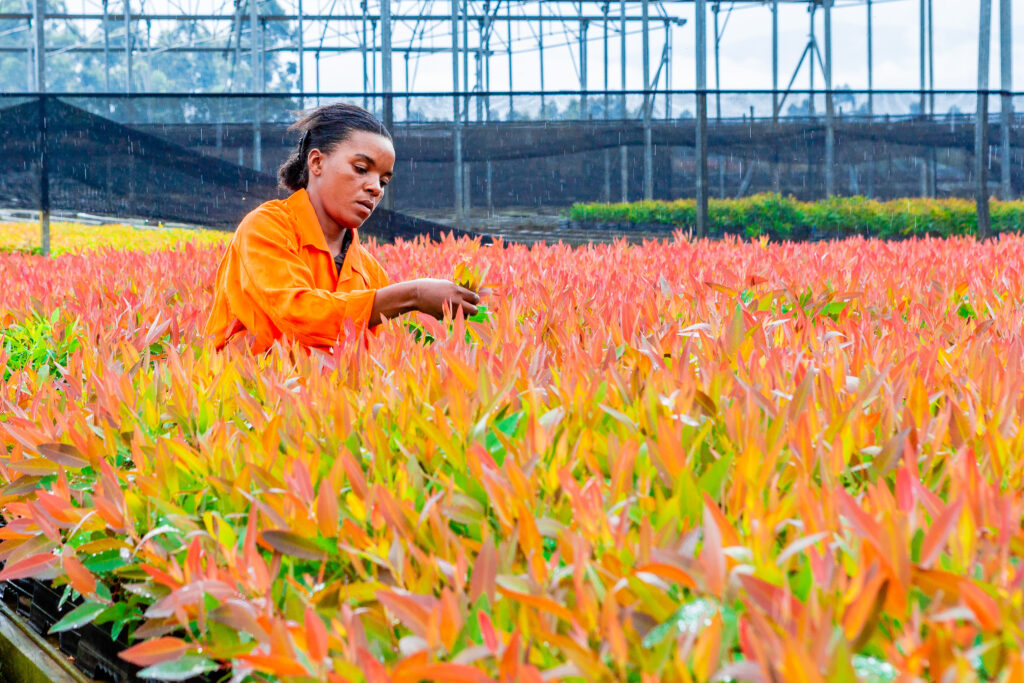 Uchindile & Mapanda project in Tanzania, Woman working in tree nursery