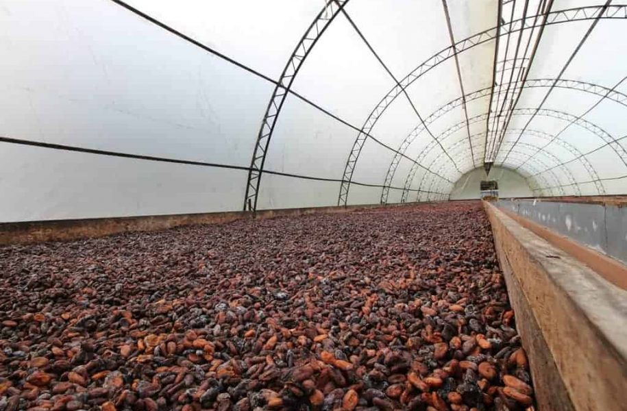 Inside cocoa plantation process, Dominican Republic