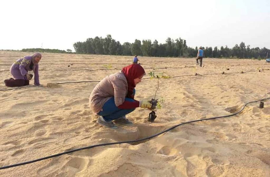 Farmers planting saplings, Egypt