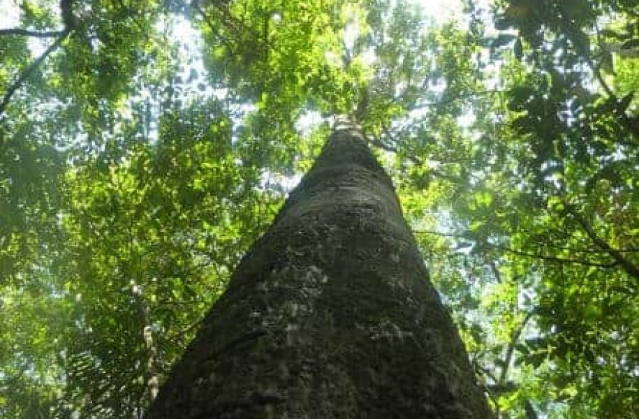 View of tree from below