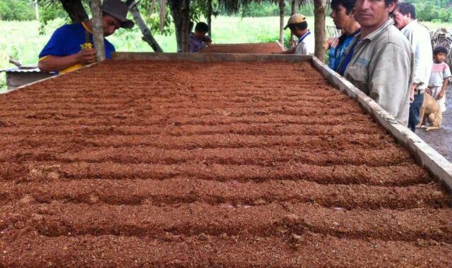 Men processing cocoa
