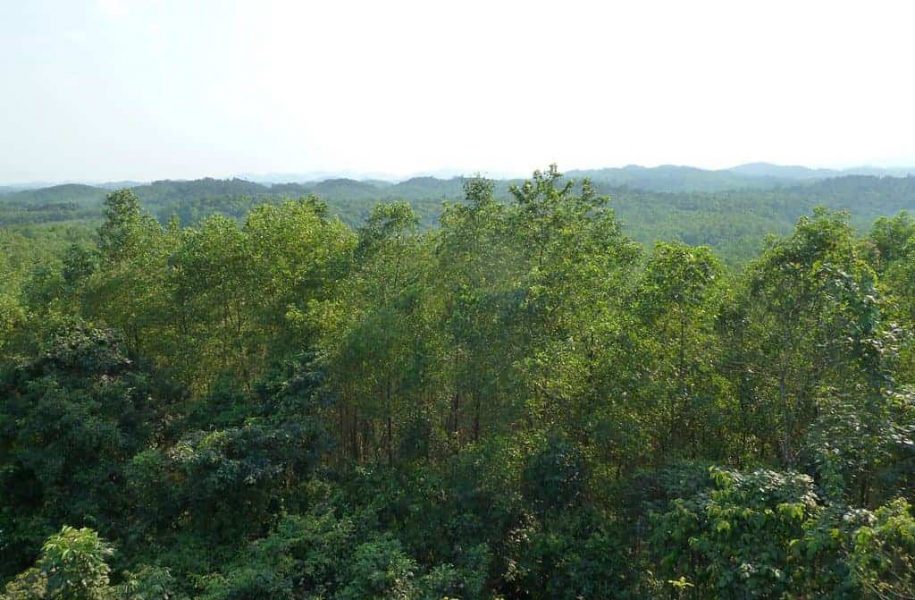 Trees with mountains in background