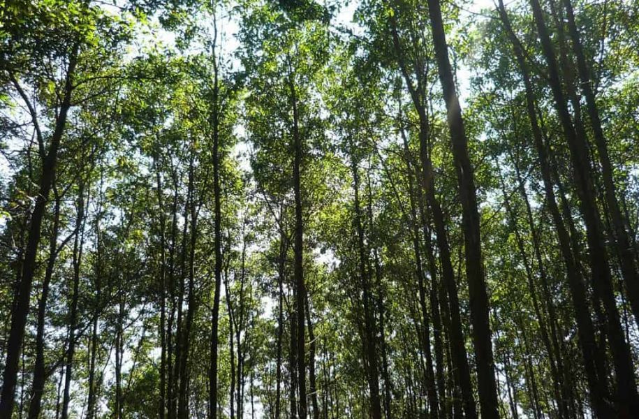 Trees in forest